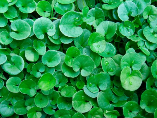 dichondra _22